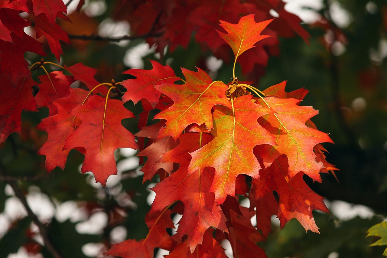entdecken sie die neuesten trends für den herbst! von stylischen mode-updates bis hin zu angesagten farbpaletten – bleiben sie in dieser saison immer einen schritt voraus. lassen sie sich inspirieren und genießen sie den wandel der jahreszeiten mit frischen ideen und looks.