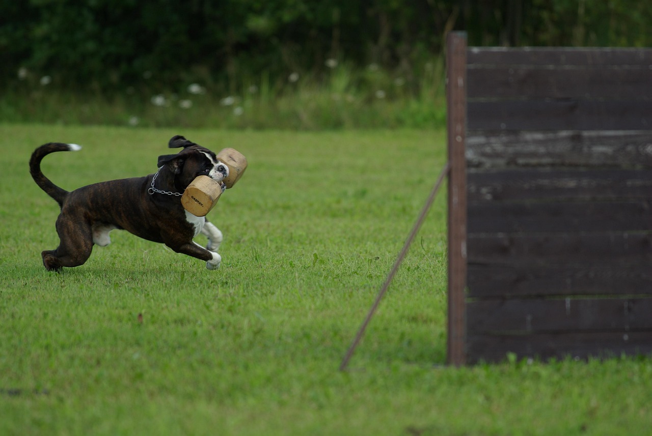 erfahren sie, wie sie ihren hund oder ihre katze effektiv trainieren können. entdecken sie tipps und techniken für ein harmonisches zusammenleben mit ihrem haustier. beginnen sie noch heute mit dem training und stärken sie die bindung zu ihrem tier!