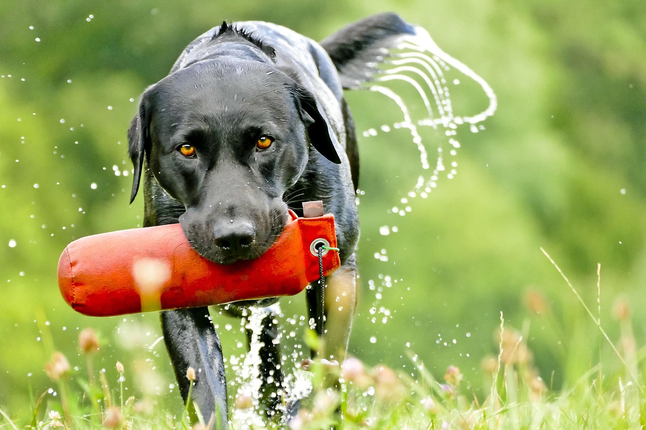 entdecken sie effektive methoden und tipps für das training ihrer haustiere. verbessern sie das verhalten ihres hundes oder ihrer katze und fördern sie eine harmonische beziehung durch liebevolles und konsequentes training.