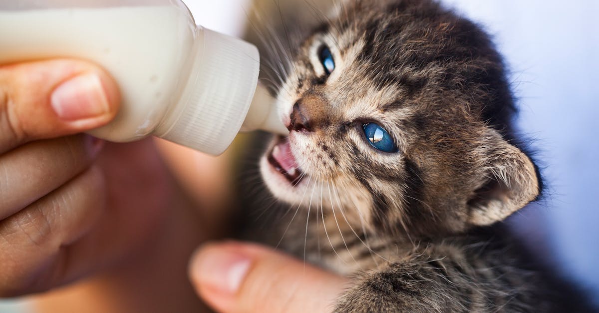 Tierpflege: Tipps für eine gesunde Haltung