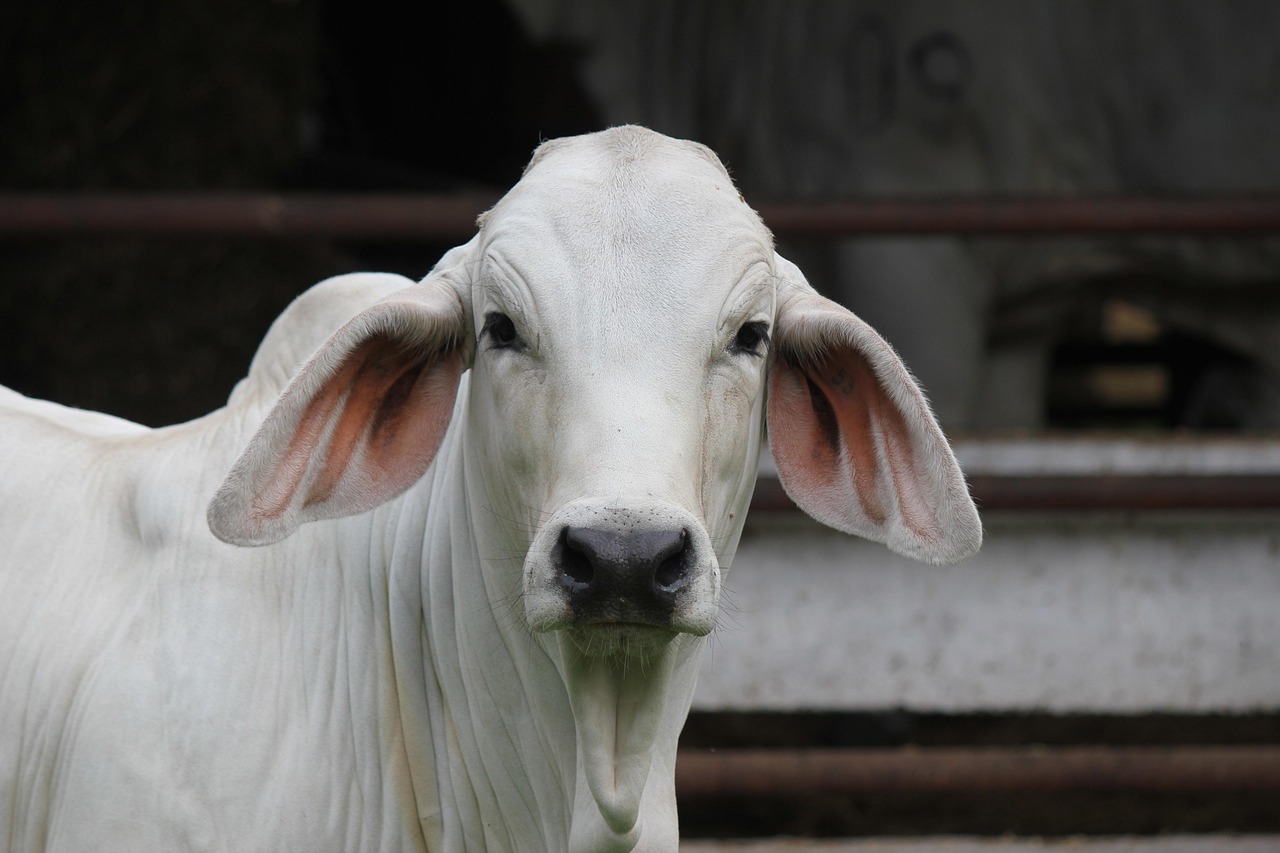 Tierhaltung: Wichtige Aspekte für eine artgerechte Haltung