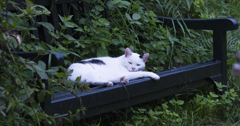 Wann Sie dringend zum Tierarzt müssen
