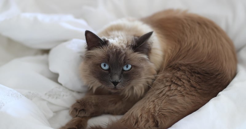 Katze erbricht nach dem Essen: Ursachen und schnelle Hilfe