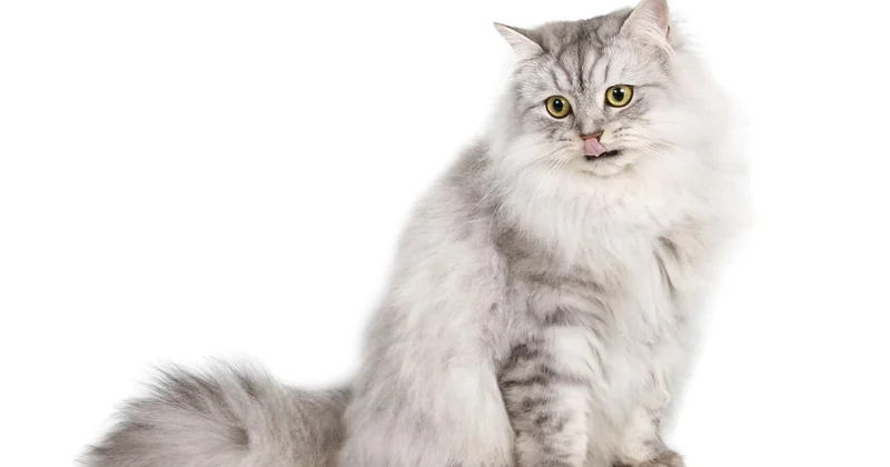 Harmlose Ursachen: Warum die Katze nach dem Fressen erbricht