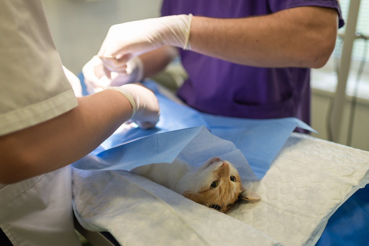 Tierarzt: Wichtige Tipps für die Gesundheit Ihres Haustieres