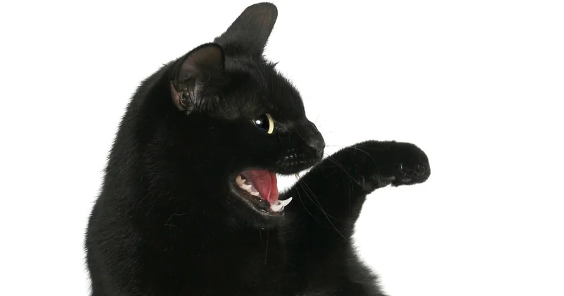 Erste Hilfe für den Magen: Was tun, wenn die Katze erbricht?