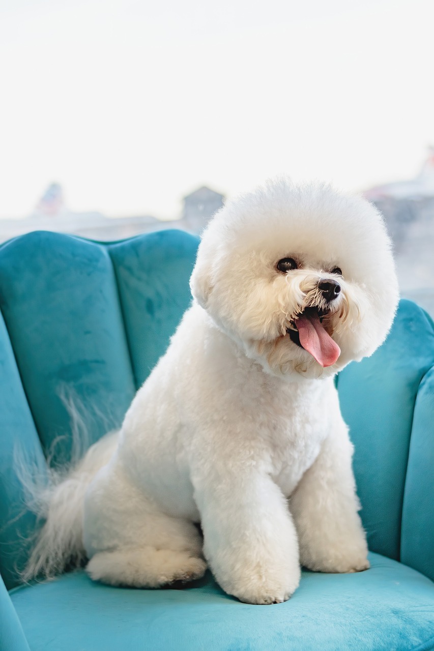 Haustiere: Tipps zur artgerechten Haltung und Pflege