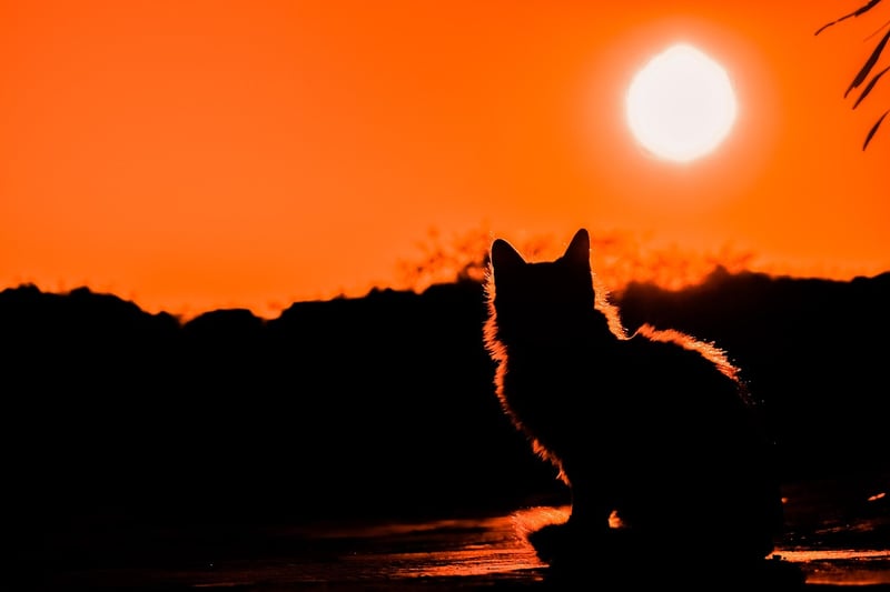 le coucher du soleil