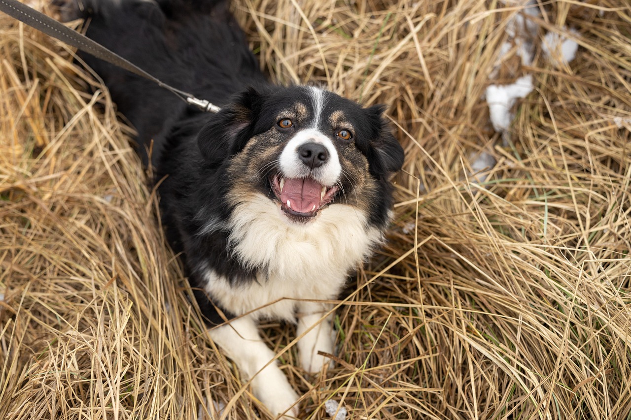 Tieradoption: Wie Sie den perfekten Freund für Ihr Zuhause finden