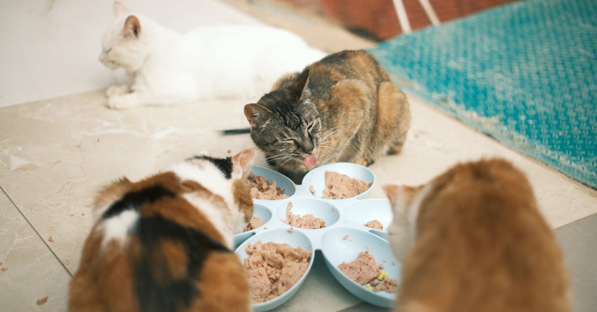 Haustierernährung: wichtige tipps für eine gesunde ernährung ihres haustiers