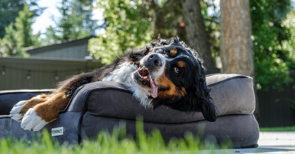 entdecken sie die freude an der haustieradoption! finden sie das perfekte tierheimtier, das zu ihnen passt. geben sie einem bedürftigen haustier ein neues zuhause und erleben sie die bedingungslose liebe und gesellschaft, die nur ein tier bieten kann.