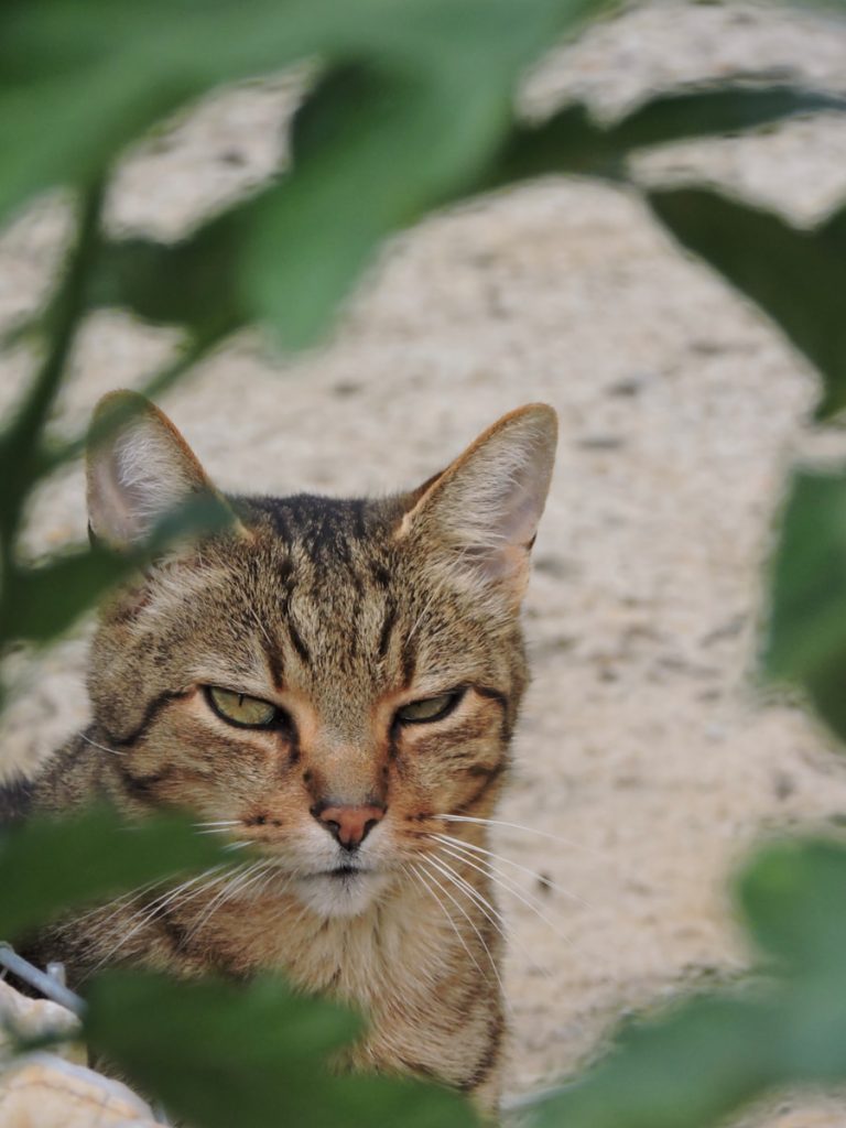 eine Nahaufnahme einer Katze hinter Blättern