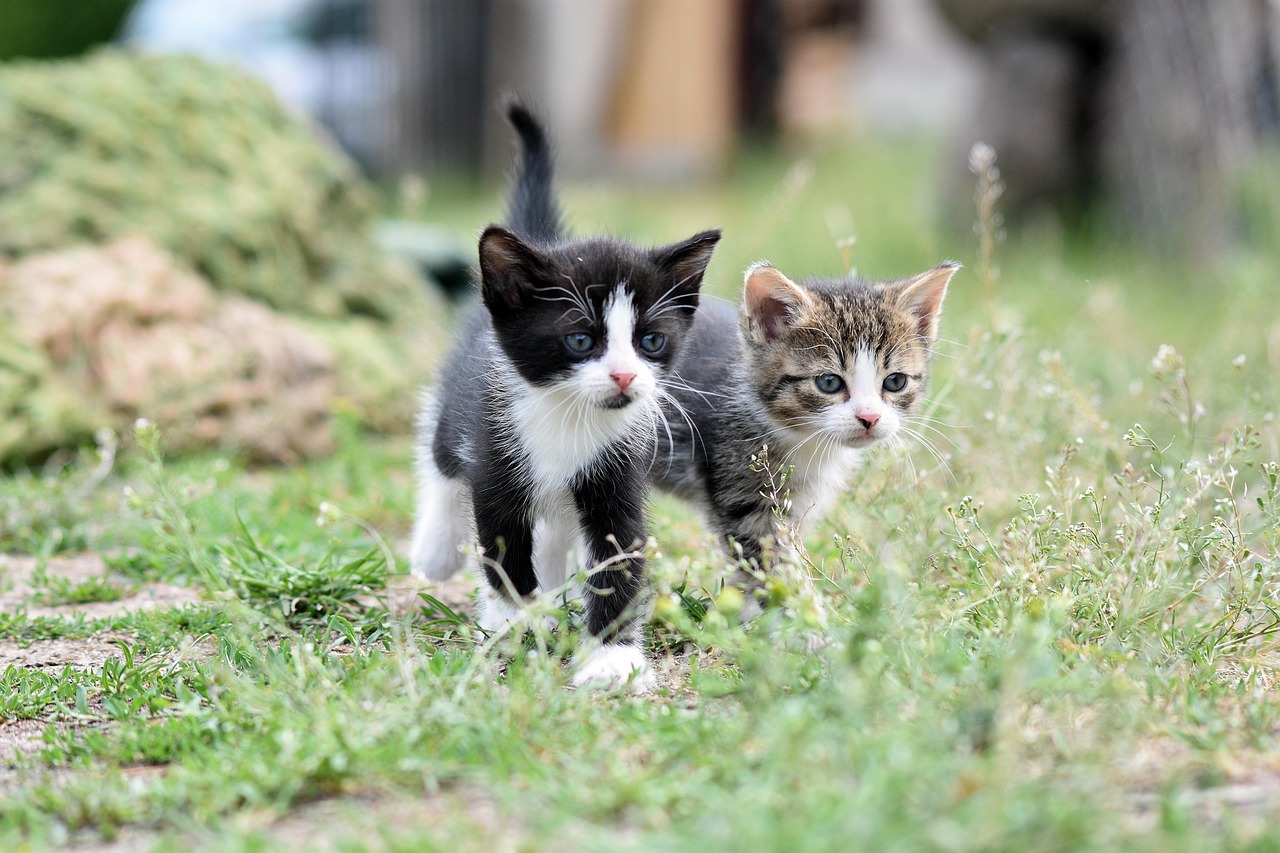 entdecken sie alles über die optimale ernährung ihres haustiers. tipps, ratschläge und hochwertige produkte für die gesundheit und das wohlbefinden ihres hundes oder ihrer katze.