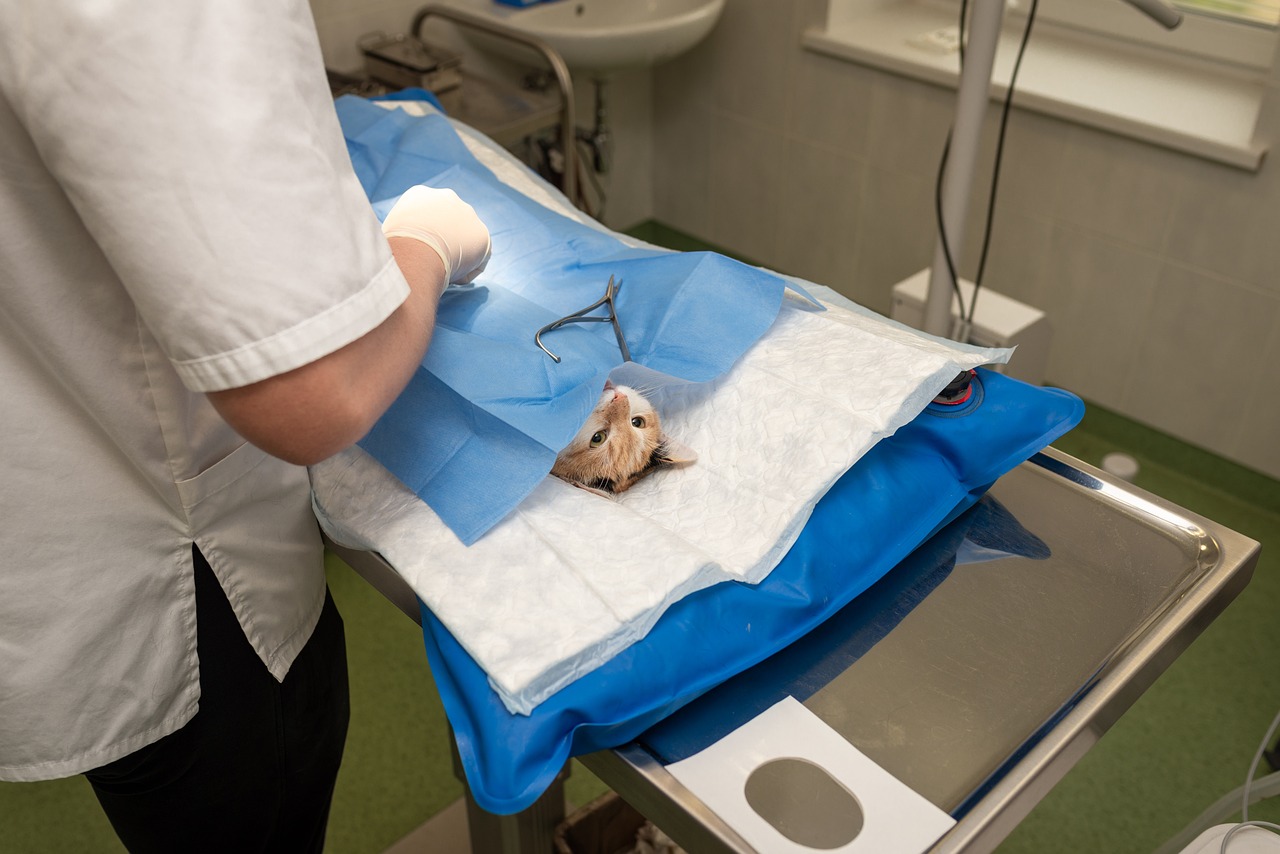entdecken sie die besten tierärzte in ihrer nähe, die kompetente pflege und individuelle behandlungen für ihre haustiere anbieten. vertrauen sie auf unsere erfahrenen veterinäre für die gesundheit ihres tieres.