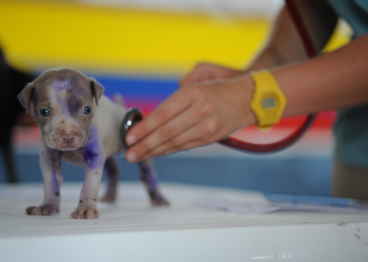 entdecken sie die besten veterinären dienstleistungen bei uns! unsere erfahrenen tierärzte bieten umfassende medizinische betreuung für ihre haustiere, von routineuntersuchungen bis hin zu spezialisierten behandlungen. vertrauen sie uns, um die gesundheit und das wohlbefinden ihres geliebten vierbeiners zu gewährleisten.