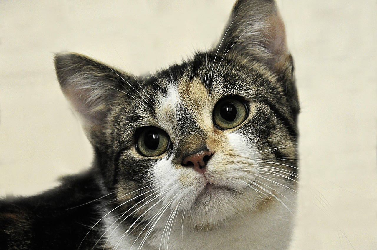 willkommen im tierheim! wir bieten ein sicheres zuhause für gerettete tiere und suchen liebevolle familien, die ein neues mitglied für ihr zuhause aufnehmen möchten. entdecken sie unsere tiere zur adoption und helfen sie uns, das leben von vierbeinern zu verbessern.