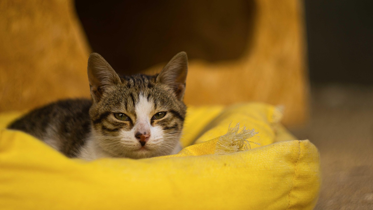 ein tierheim bietet hilfsbedürftigen tieren ein sicheres zuhause. entdecken sie unsere liebevollen tiere, die auf ein neues, fürsorgliches zuhause warten. unterstützen sie uns bei der rettung und pflege von tieren in not!