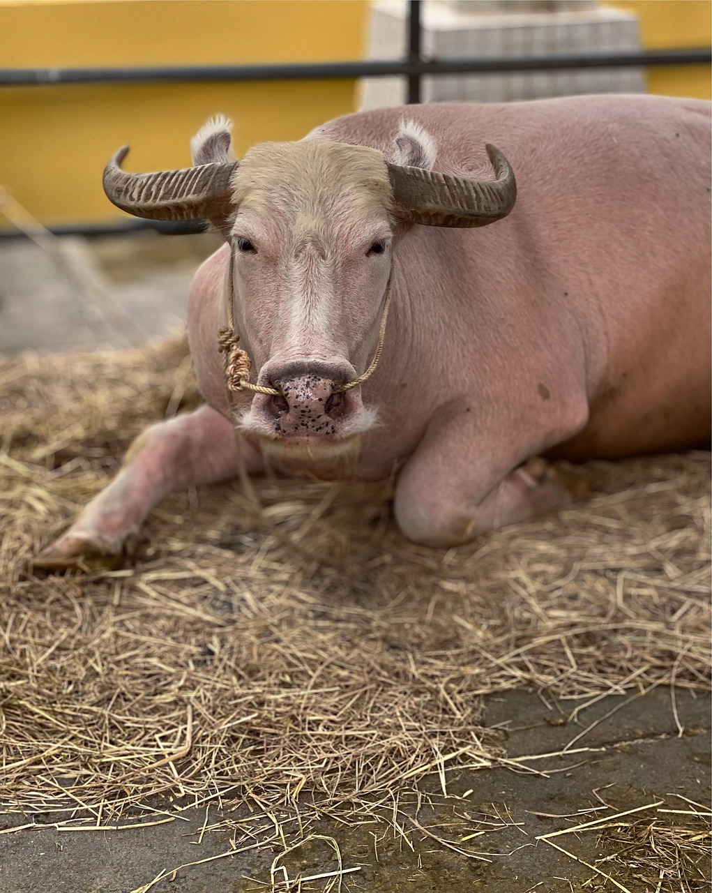 tierhaltung bezieht sich auf die praxis der zucht und pflege von tieren für verschiedene zwecke, einschließlich fleisch-, milch- und eierproduktion. entdecken sie methoden und techniken für eine nachhaltige und ethische tierhaltung.
