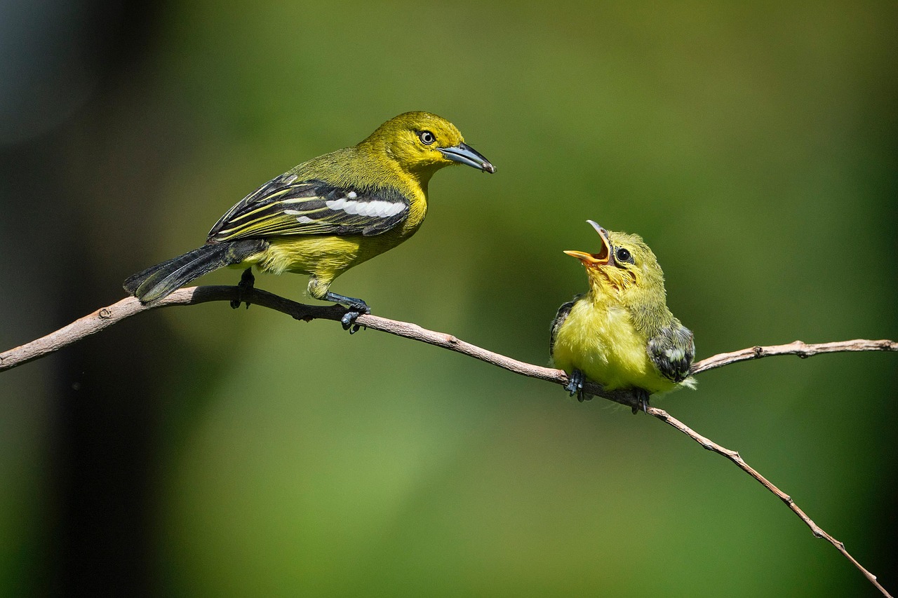 erleben sie faszinierende tierinteraktionen und entdecken sie die vielfalt der beziehungen zwischen verschiedenen arten in der natur. tauchen sie ein in die welt der tierverhaltensforschung und lernen sie, wie tiere miteinander kommunizieren und kooperieren.