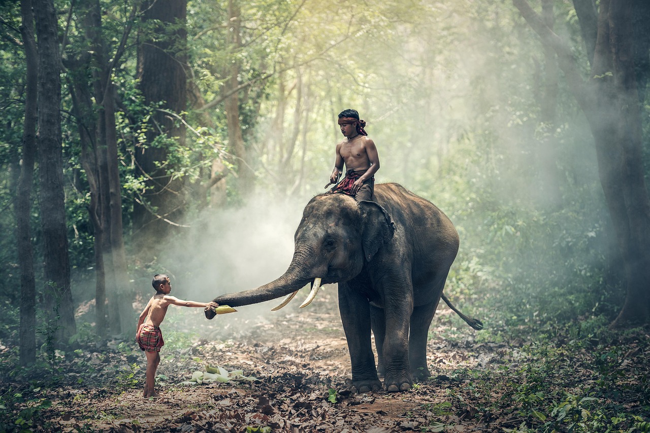 entdecken sie die faszinierende welt der tierinteraktionen! erfahren sie, wie tiere miteinander kommunizieren, spielen und ihre beziehungen aufbauen. tauchen sie ein in die vielfalt des tierverhaltens und lernen sie spannende fakten über die verborgenen bindungen in der tierwelt.