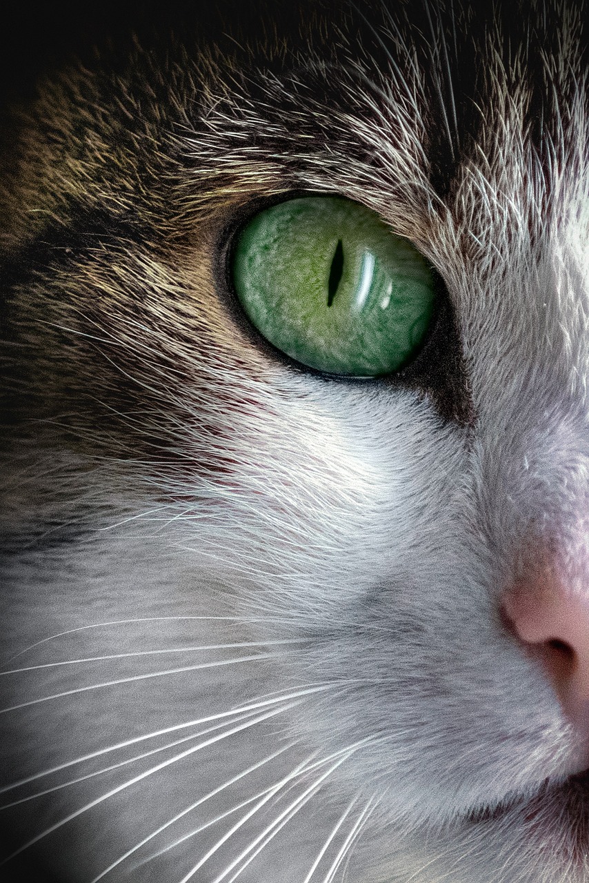 entdecken sie alles über die richtige ernährung für haustiere. erfahren sie, wie sie ihrem hund oder ihrer katze die optimale nahrung bieten können, um ihre gesundheit und ihr wohlbefinden zu fördern.