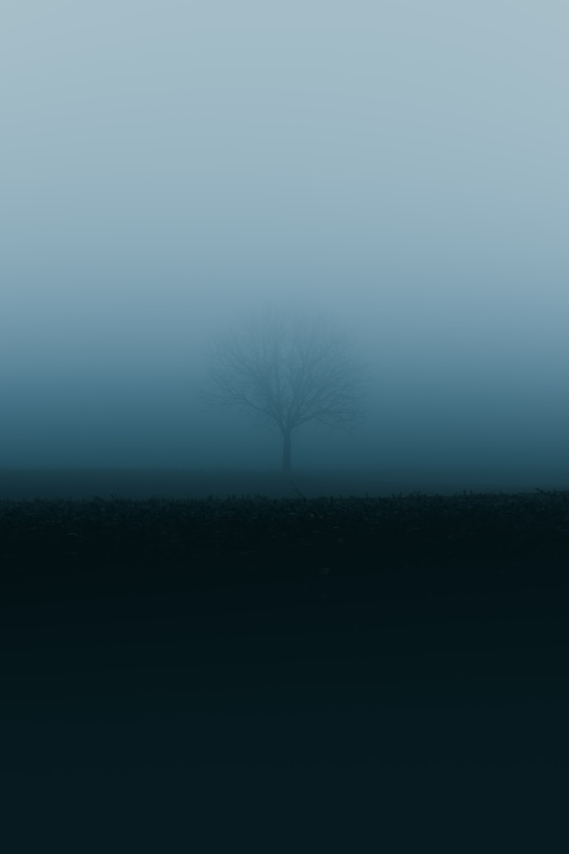 a lone tree in the middle of a foggy field