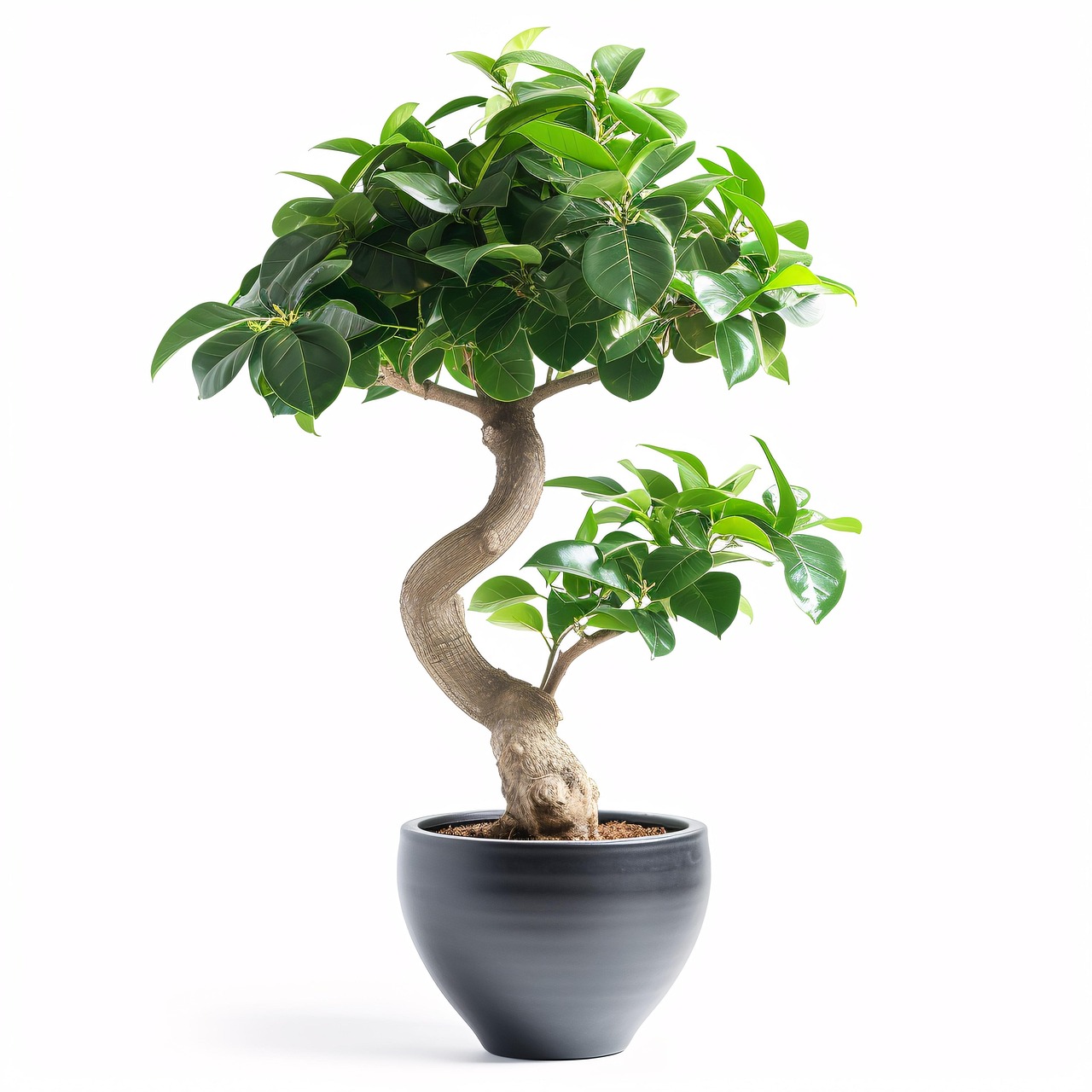 die besten pflanzen f&uuml;r gesunde raumluft: entdecken sie effektive zimmerpflanzen, die die luftqualit&auml;t verbessern und ein gesundes wohnklima schaffen.